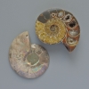 Pierre souvenir d'ammonite, diamètre assorti 37×45 mm ± (en lot de deux) (par 100 g)