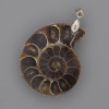 Pendentif en ammonite 35×28 mm, longueur 45 mm +/-, tailles assorties (pour 1 pièce)