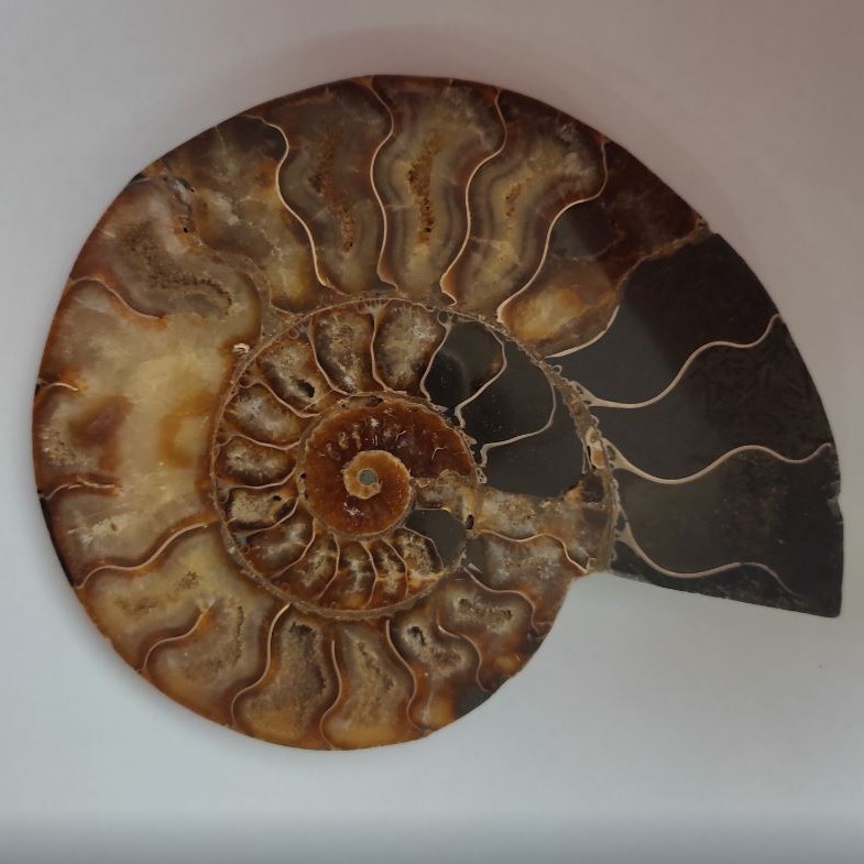 Ammonite — pierre souvenir, 15,5 × 12,5 cm, poids 384 g